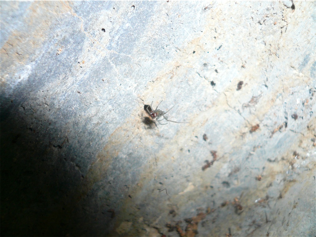 Steatoda grossa